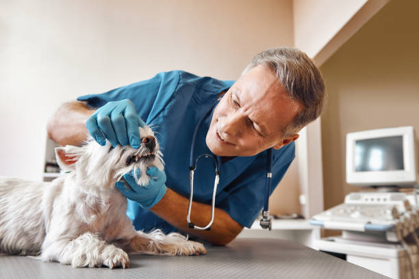 Best Emergency Dental Surgery in Gila Bend, AZ